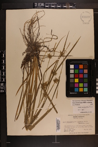 Carex lonchocarpa image