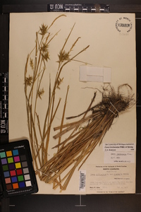 Carex lonchocarpa image