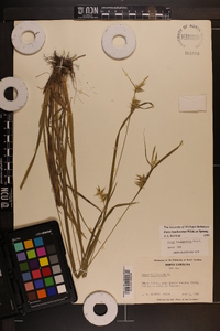 Carex lonchocarpa image