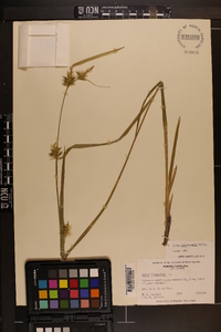 Carex lonchocarpa image