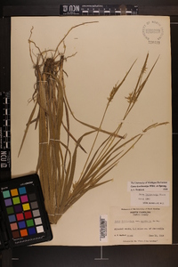 Carex lonchocarpa image