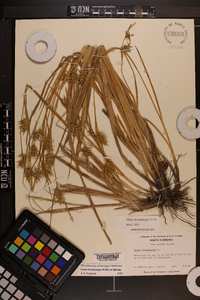 Carex lonchocarpa image