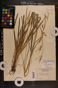 Carex lonchocarpa image