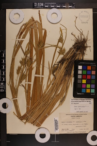 Carex lonchocarpa image