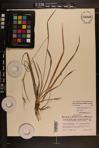 Carex lonchocarpa image