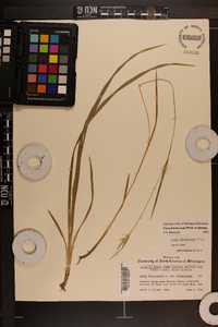 Carex lonchocarpa image