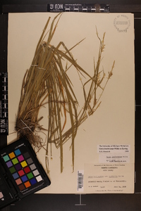 Carex lonchocarpa image