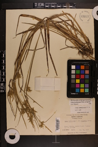 Carex lonchocarpa image