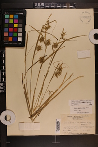 Carex lonchocarpa image