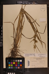 Carex lonchocarpa image