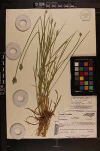 Carex longii image