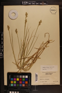 Carex longii image