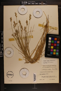 Carex longii image