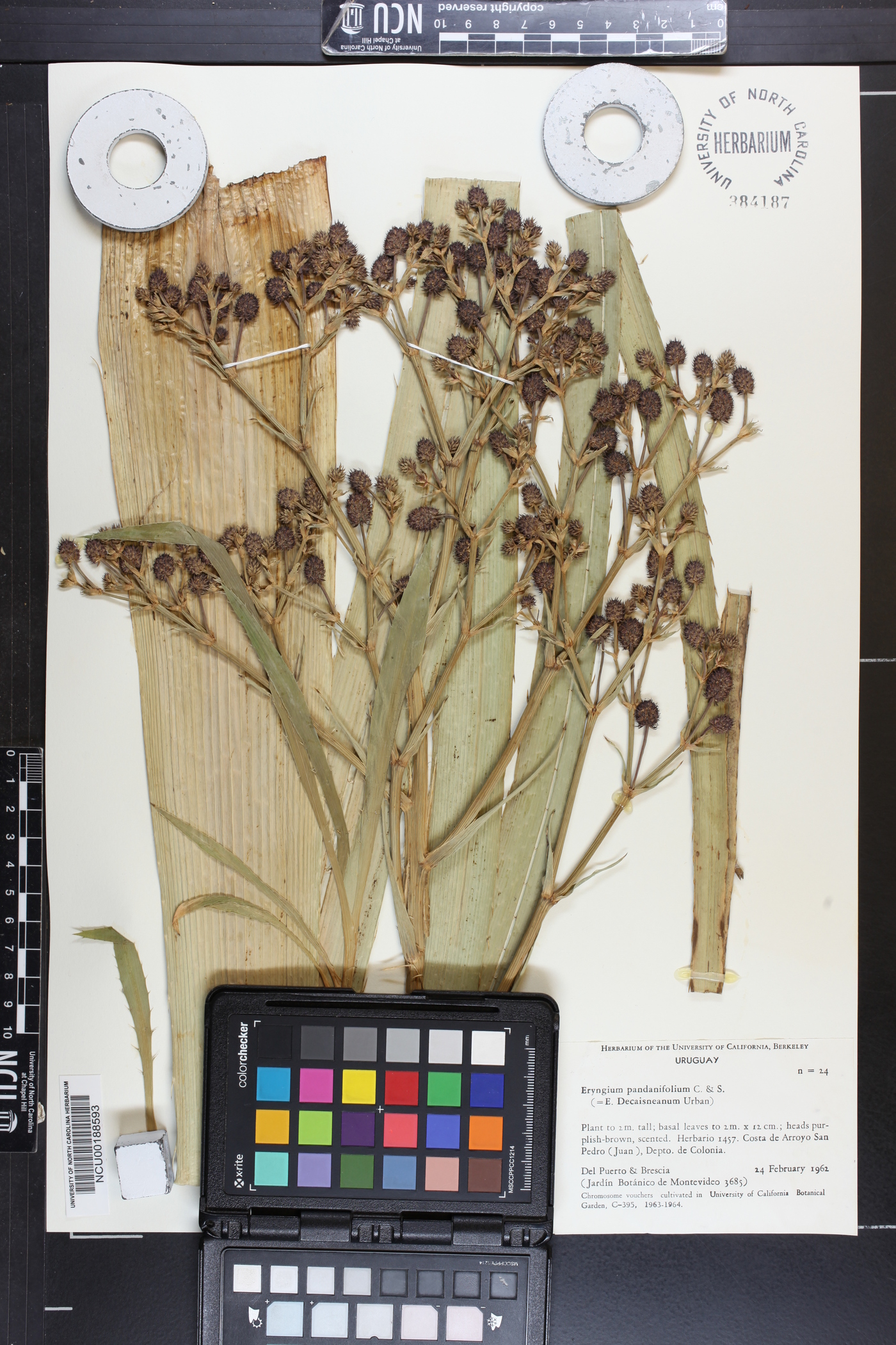 Eryngium pandanifolium image