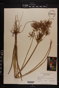 Cyperus esculentus var. macrostachyus image