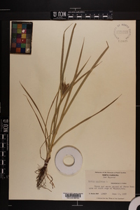 Cyperus esculentus var. leptostachyus image