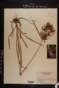 Cyperus esculentus var. macrostachyus image