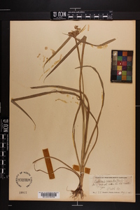 Cyperus esculentus var. leptostachyus image