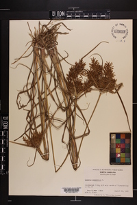 Cyperus esculentus var. leptostachyus image