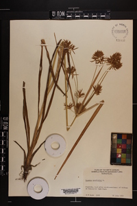 Cyperus esculentus var. macrostachyus image