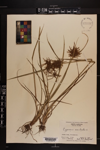 Cyperus esculentus var. macrostachyus image