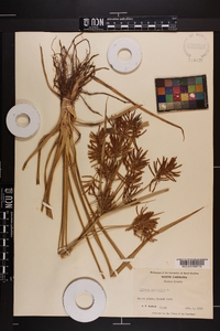 Cyperus esculentus var. macrostachyus image