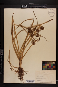 Cyperus esculentus var. leptostachyus image