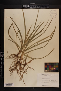 Cyperus esculentus var. leptostachyus image