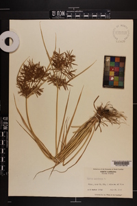 Cyperus esculentus var. macrostachyus image