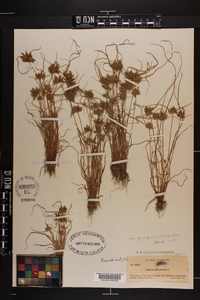 Cyperus flavescens var. poaeformis image