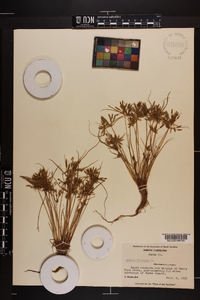 Cyperus flavescens image