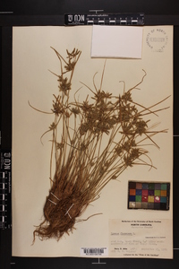 Cyperus flavescens image