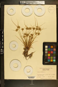 Cyperus flavescens image