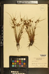 Cyperus flavescens image