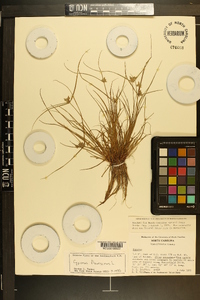 Cyperus flavescens image