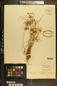 Cyperus flavescens var. poaeformis image