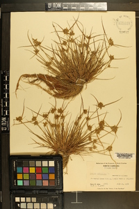 Cyperus flavescens image