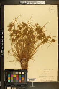 Cyperus flavescens image