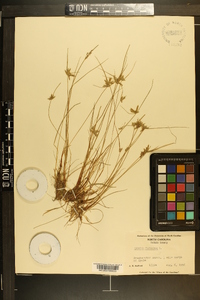 Cyperus flavescens image