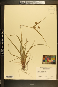 Cyperus filiculmis image