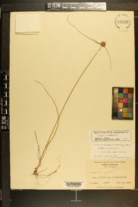 Cyperus filiculmis image