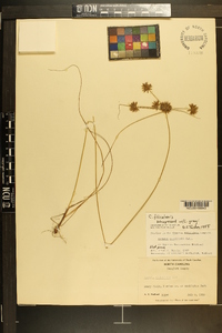 Cyperus filiculmis image