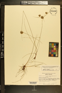 Cyperus filiculmis image