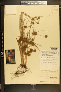 Cyperus filiculmis image