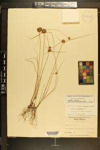 Cyperus filiculmis image
