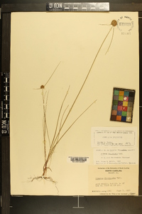 Cyperus filiculmis image