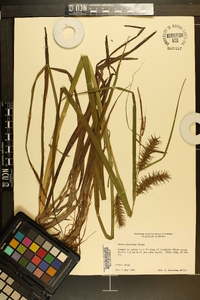 Carex gigantea image