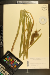 Carex gigantea image