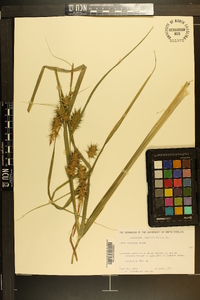 Carex gigantea image