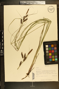 Carex glaucescens image